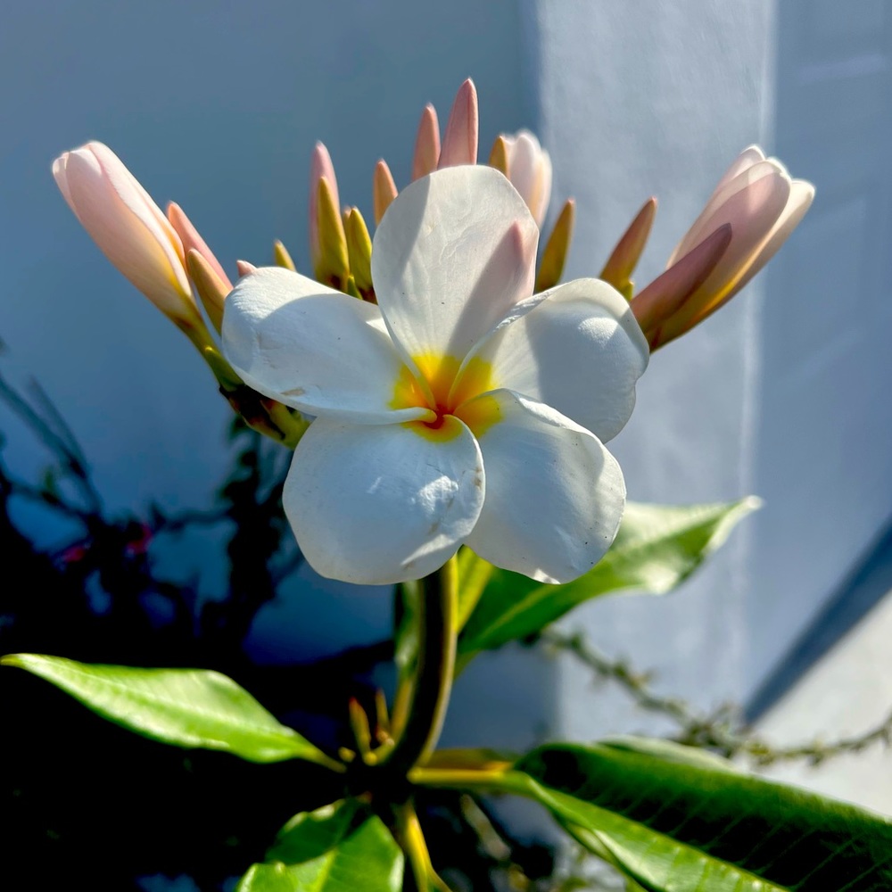 Meet your Posher, Beverley